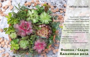 Sempervivum molodilo-kamennaya-roza-ochitok-sedum