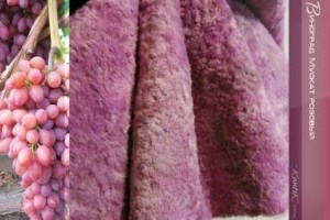 vinograd-muskat-rozovyj